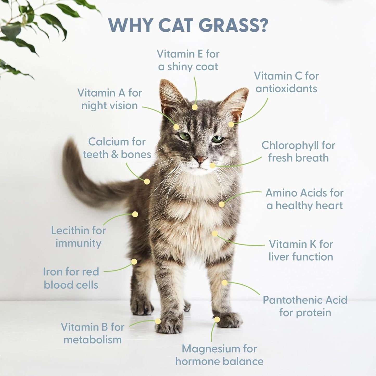 The Cat Ladies Cat Grass for Indoor Cats. Chosen for real quality, fits naturally into modern pet