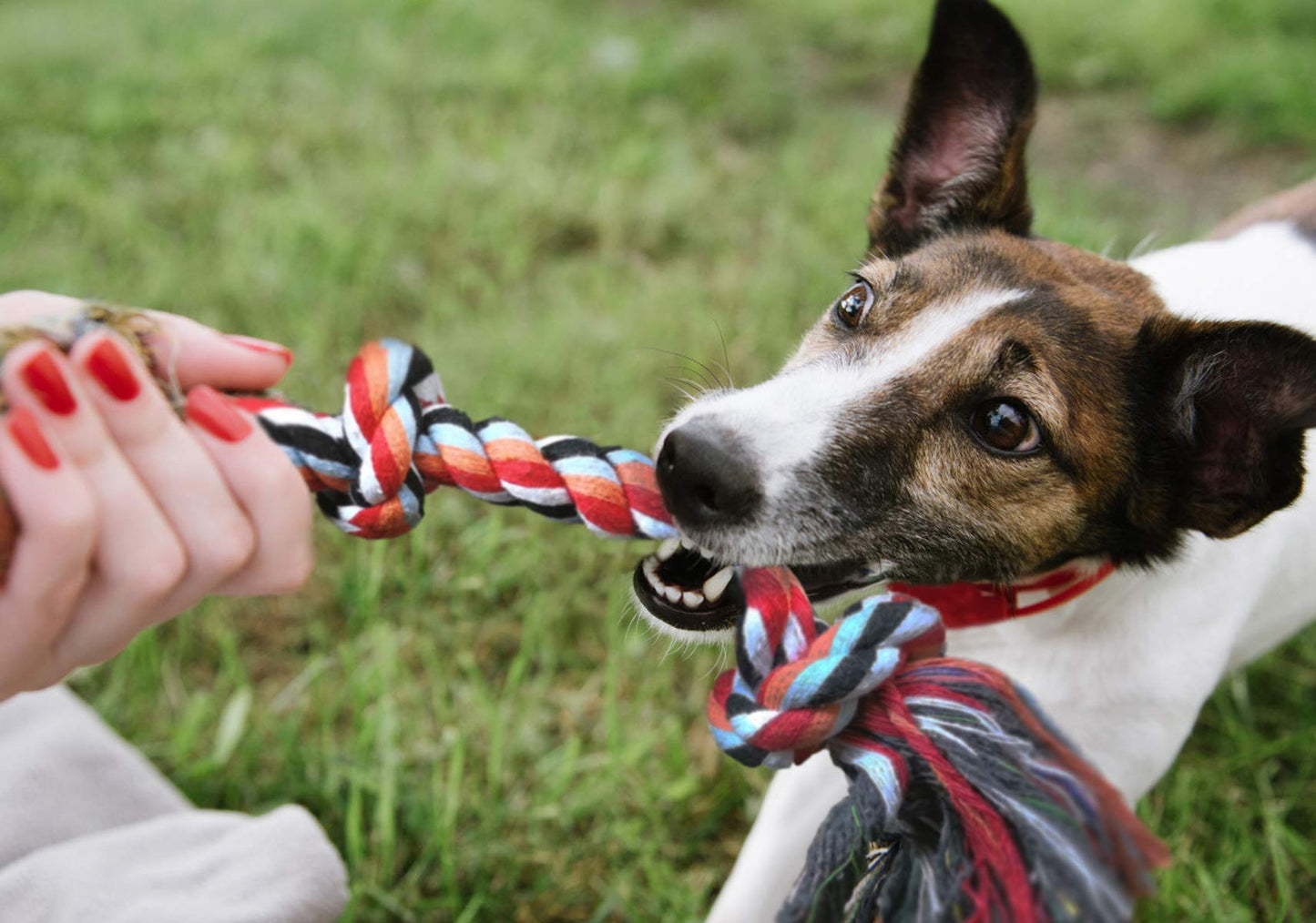 Fida Dog Rope Toys. Chosen for real quality, fits naturally into modern pet homes.