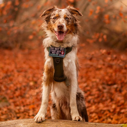 rabbitgoo Dog Harness Medium Sized No Pull, Tactical Service Pet Vest with Molle and Control Handle, Adjustable and Reflective Military Harness for Easy Walking and Training, Blue, M