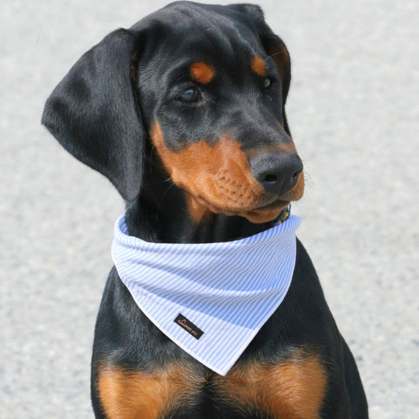 ARING PET Summer Dog Bandana. Chosen for real quality, fits naturally into modern pet homes.