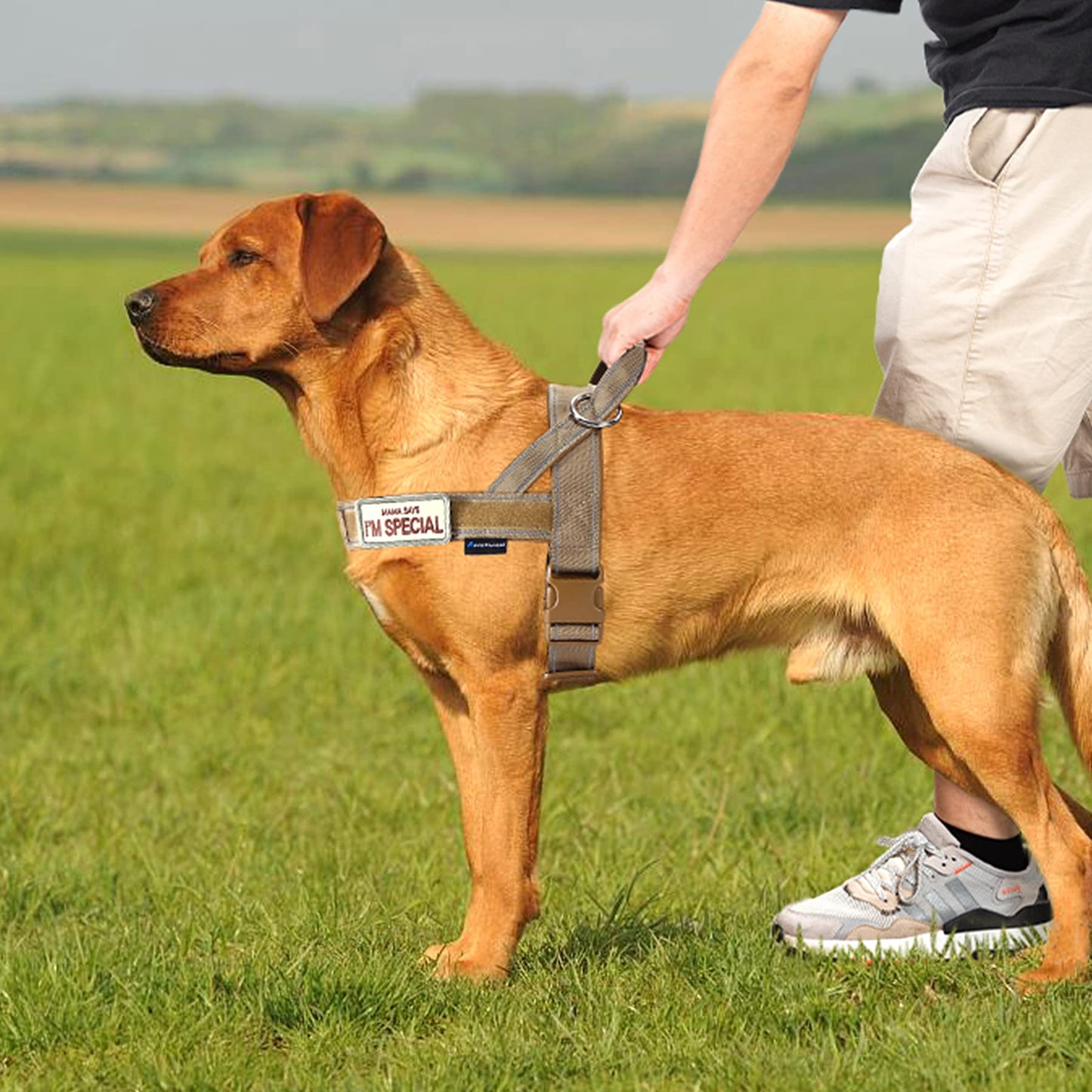 Annchwool No Pull Dog Harness with Soft Padded Handle. Chosen for real quality, fits naturally into
