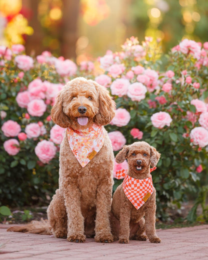 Remy+Roo Small Spring Dog Bandanas - 4 Pack Daisy Set | Premium Durable Adjustable Polyester Fabric | Patented Shape Girl Dog Bandana, Floral Dog Bandana