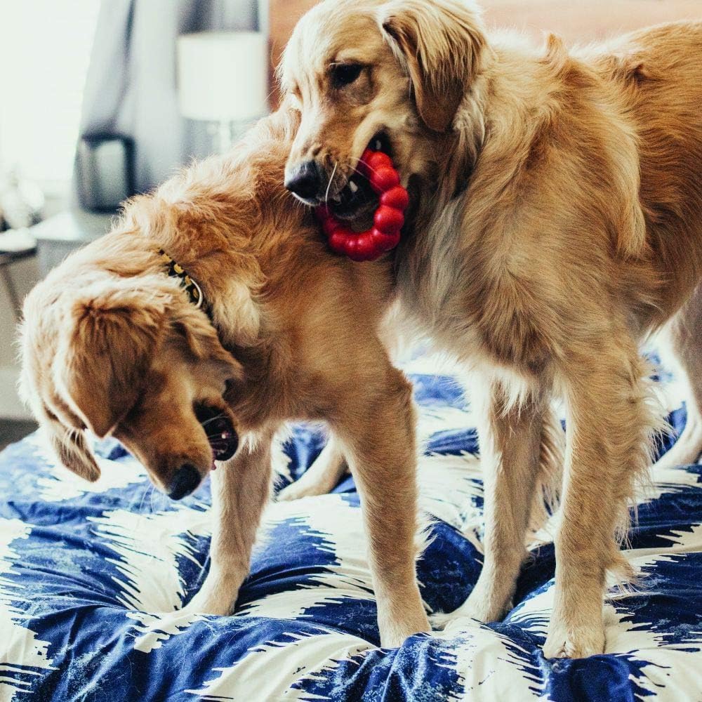 KONG Ring. Chosen for real quality, fits naturally into modern pet homes.
