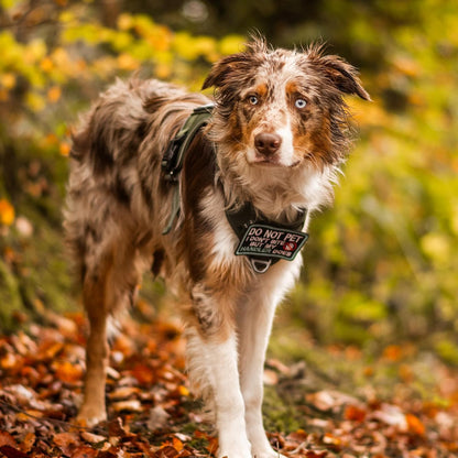 rabbitgoo Dog Harness for Large Dogs No Pull, Tactical Service Pet Vest with Molle and Control Handle, Adjustable and Reflective Military Harness for Easy Walking and Training, Brown, L