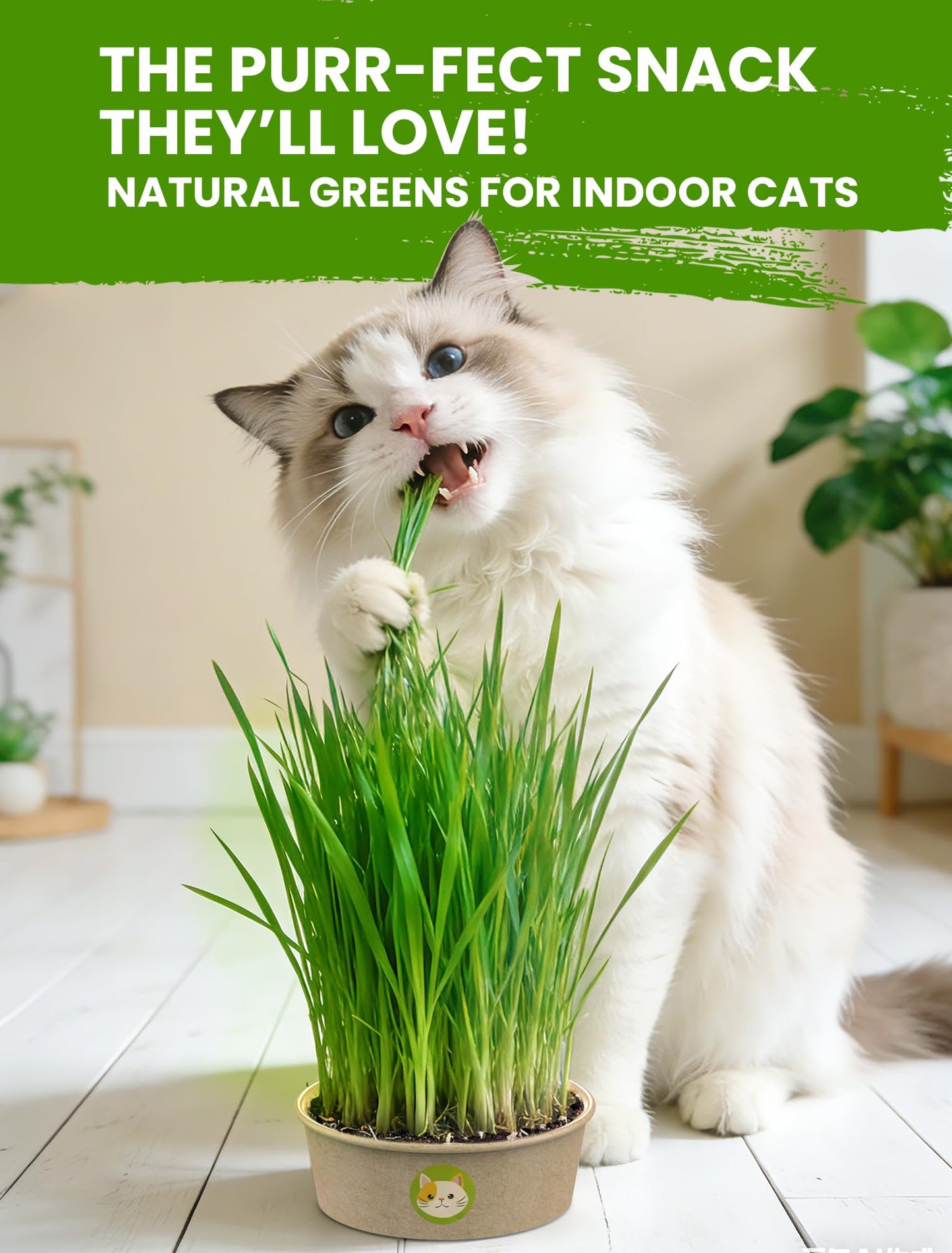 Cat Grass Kit for Indoor Cats. Chosen for real quality, fits naturally into modern pet homes.