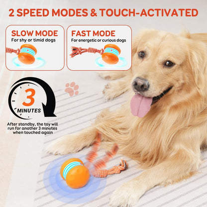 QGI Interactive Dog Ball. Chosen for real quality, fits naturally into modern pet homes.