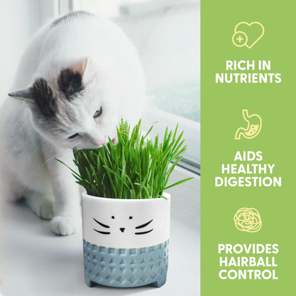 The Cat Ladies Cat Grass for Indoor Cats. Chosen for real quality, fits naturally into modern pet