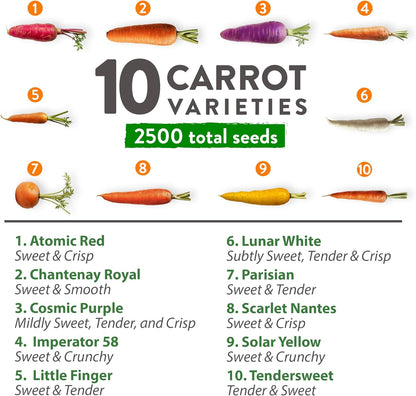 HOME GROWN 𝗨𝗦𝗔 𝗣𝗥𝗘𝗠𝗜𝗨𝗠 Rainbow Carrot Seeds – 2500+ Heirloom Seeds (10 Varieties) – High Germination, 𝗡𝗢𝗡-𝗚𝗠𝗢 Vegetable Seeds for Planting Indoors or Outdoor Home Garden