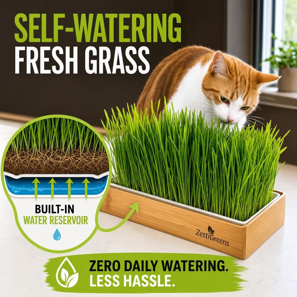 Cat Grass for Indoor Cats. Chosen for real quality, fits naturally into modern pet homes.