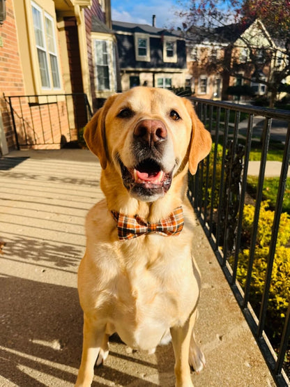 Lionet Paws Halloween Dog Collar with Bowtie - Cute Cotton Adjustable Fall Bowtie Dog Collar with Metal Buckle for Small Medium Large Dog Girl Boy Gift, XL, Neck 16-26in