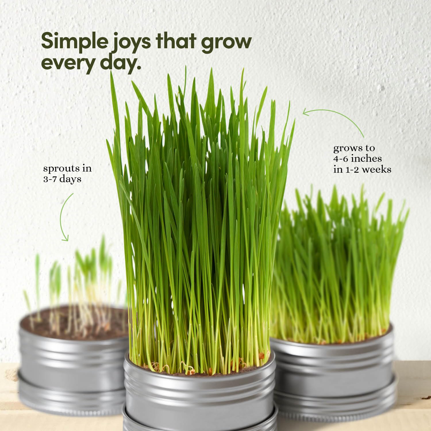 Cat Grass for Indoor Cats Kit. Chosen for real quality, fits naturally into modern pet homes.