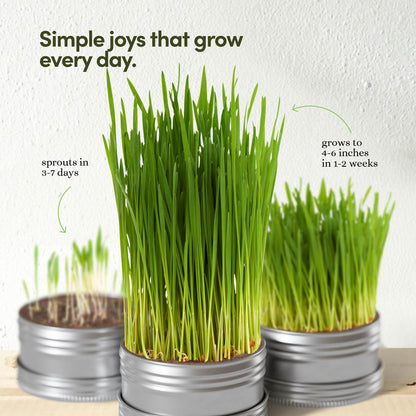 Cat Grass for Indoor Cats Kit. Chosen for real quality, fits naturally into modern pet homes.