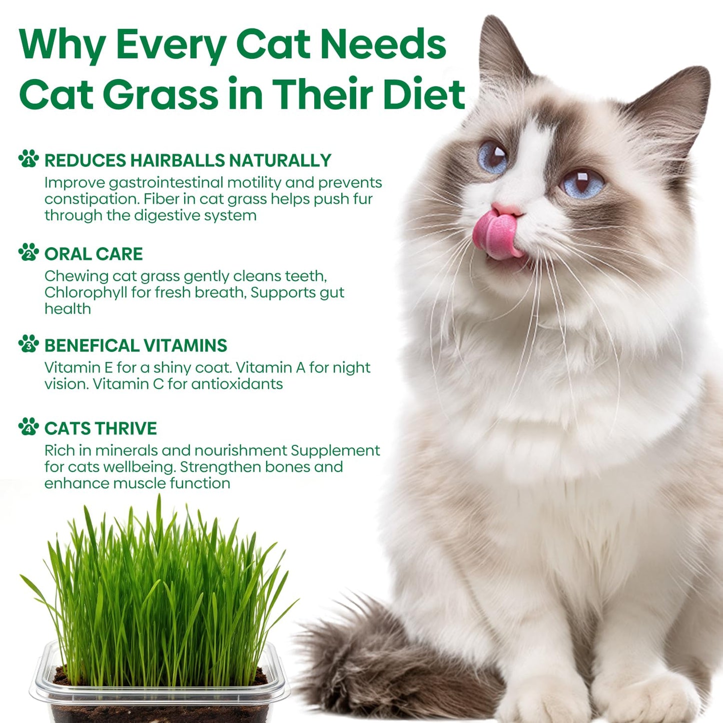 Groundio Cat Grass Kit for Indoor Cats. Chosen for real quality, fits naturally into modern pet
