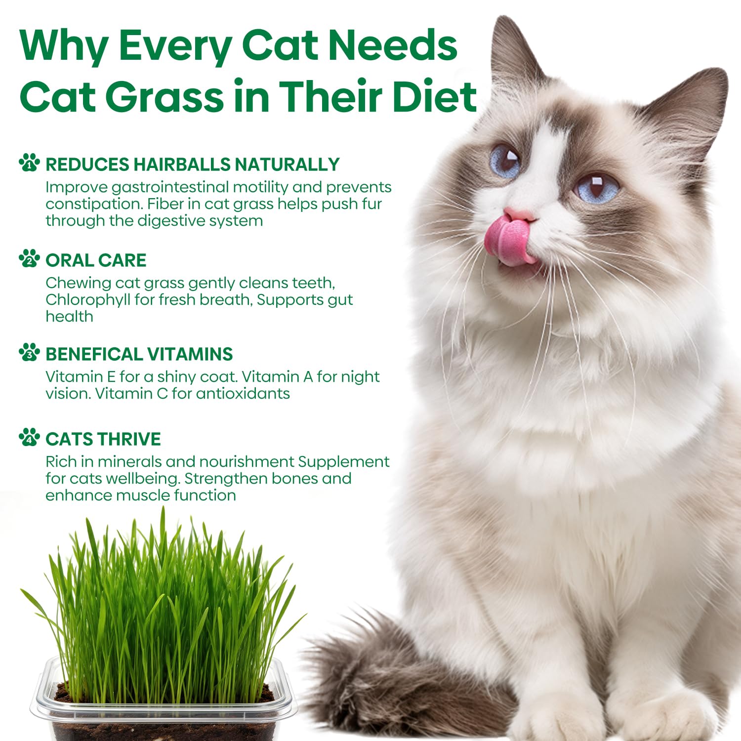 Groundio Cat Grass Kit for Indoor Cats. Chosen for real quality, fits naturally into modern pet