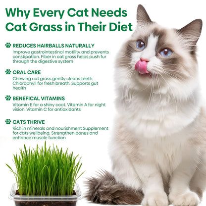 Groundio Cat Grass Kit for Indoor Cats. Chosen for real quality, fits naturally into modern pet