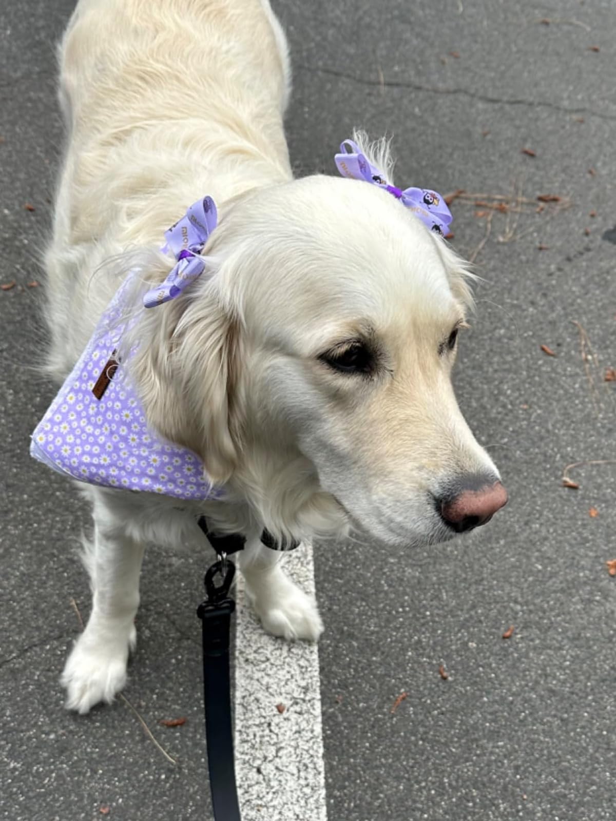 Lionet Paws Spring Daisy Dog Bandana Washable Cotton. Chosen for real quality, fits naturally into