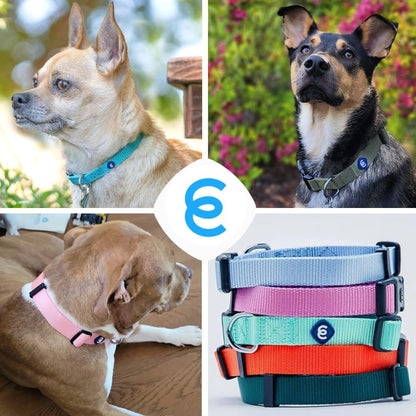 Blueberry Pet Essentials Small Dog Collar | Girl Dog Collars Fall | Female Dog Collar Small | Florence Orange Dog Collars for Small Dogs | Quick Release Dog Collar | Florence Orange Nylon Dog Collar