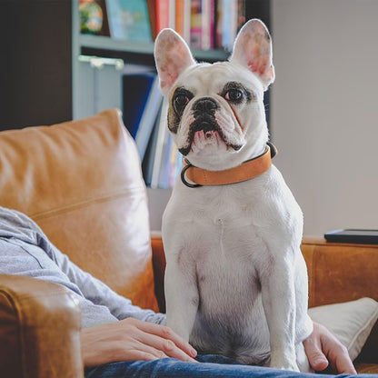 Didog Soft Padded PU Leather Dog Collar, Breathable and Adjustable Dog Collar for Large Dogs, Comfortable for Daily Walk, Light Brown, XL Fit Neck 17-21"(44-71 lbs)