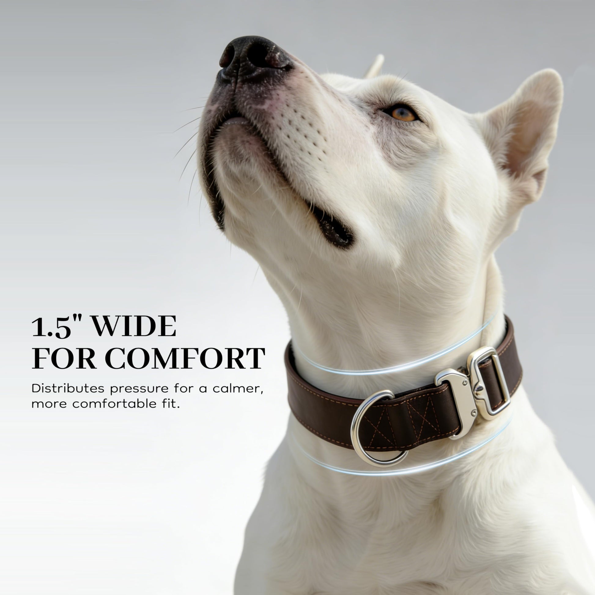 Leather Dog Collar 1.5in Wide，Quick. Chosen for real quality, fits naturally into modern pet homes.