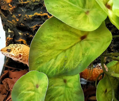 Reptile Plants for Terrarium Decor, Amphibian Habitat Decor, Snake Tank Accessories, Artificial Hanging Plants with Suction Cup-2 Packs (Arrowhead)