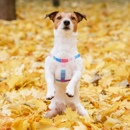 PUPTECK No Pull Dog Harness Soft Adjustable Basic Nylon Step in Puppy Vest Outdoor Walking with ID Tag, Striped Pink, M