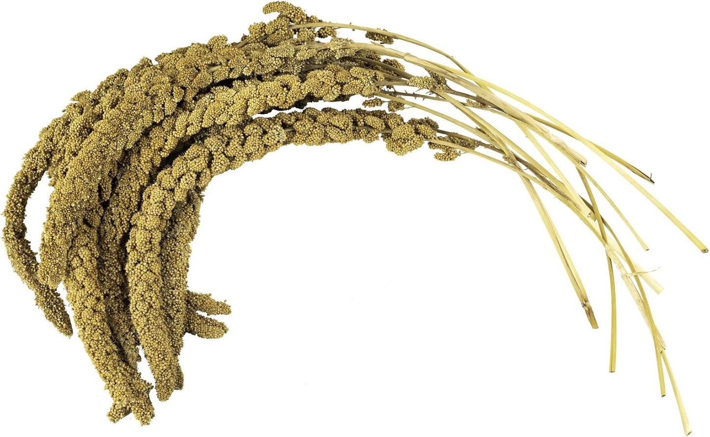 Birds LOVE French Kissed Spray Millet for Birds - Parakeets, Cockatiels, Lovebirds, Finches, Budgies, Canaries, Cockatoos - Natural & Healthy Bird Millet - Parakeet Food & Treats for All Parrots 5lbs