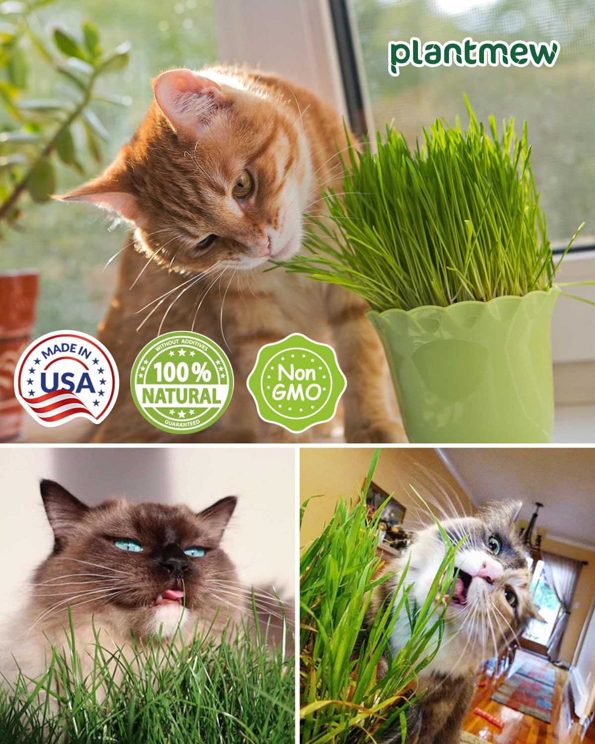 Cat Grass for Indoor Cats. Chosen for real quality, fits naturally into modern pet homes.