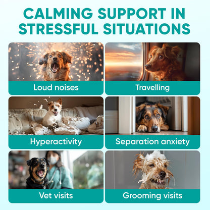 Hemp Calming Chews for Dogs. Chosen for real quality, fits naturally into modern pet homes.