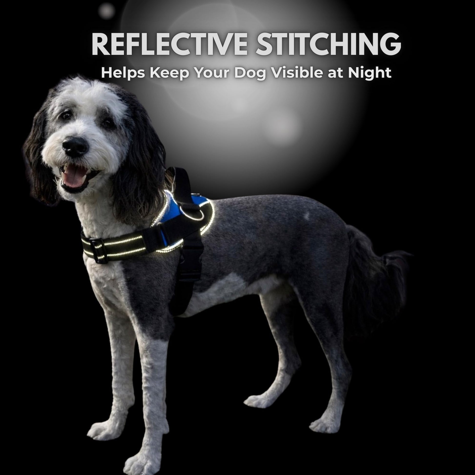 ShawnCo Essential Dog Harness. Chosen for real quality, fits naturally into modern pet homes.