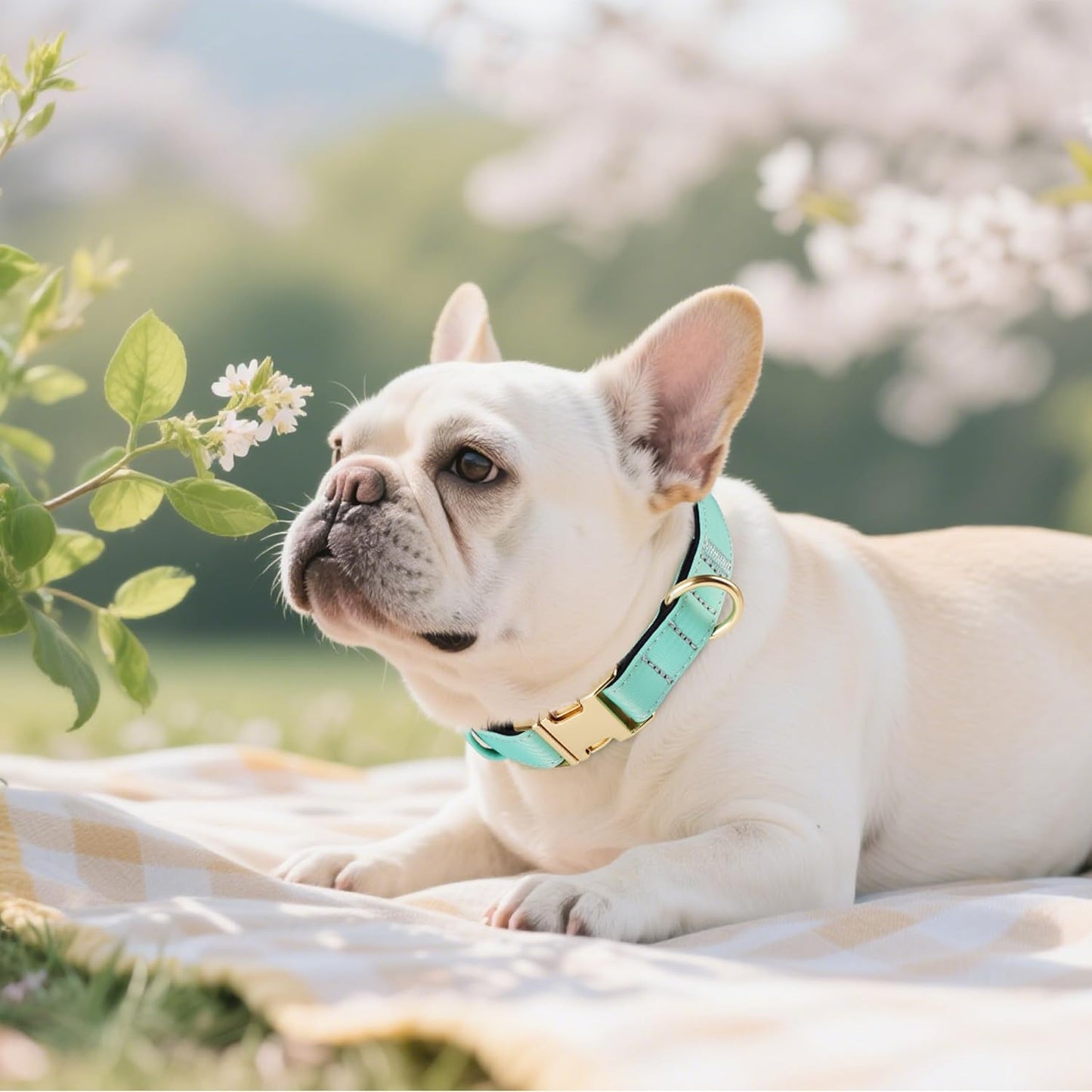 Didog Soft Padded Dog Collars for Medium Dogs, Colorful and Durable Dog Collar with Quick Release Buckle, Light and Breathable for Daily Walking, Green, M