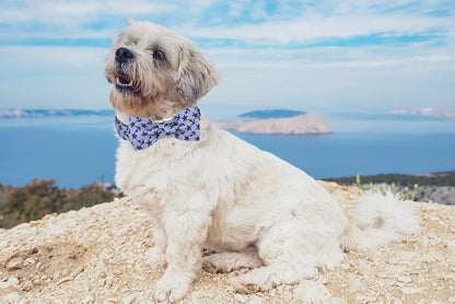 Lionet Paws Dog Collar with Bowtie, Summer Bowtie Collar for Dog,Adjustable Comfortable Dog Collar Gift for Puppy Small Medium Large Dog