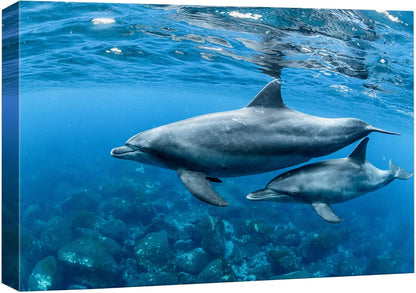 wall26 Canvas Print Wall Art Tropical Ocean Sea Underwater Dolphin Duo Nature Animals Photography Realism Rustic Scenic Landscape Wilderness Earth Colorful for Living Room, Bedroom, Office - 24"x36"