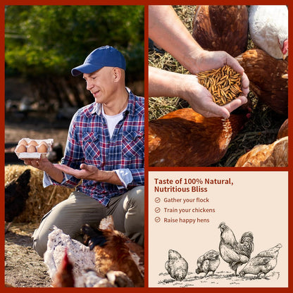 Dried Black Soldier Fly Larvae 10LB, 100% Natural Non-GMO, No Additives, Treat for Chickens, Reptiles and Birds, More Calcium Than Mealworms