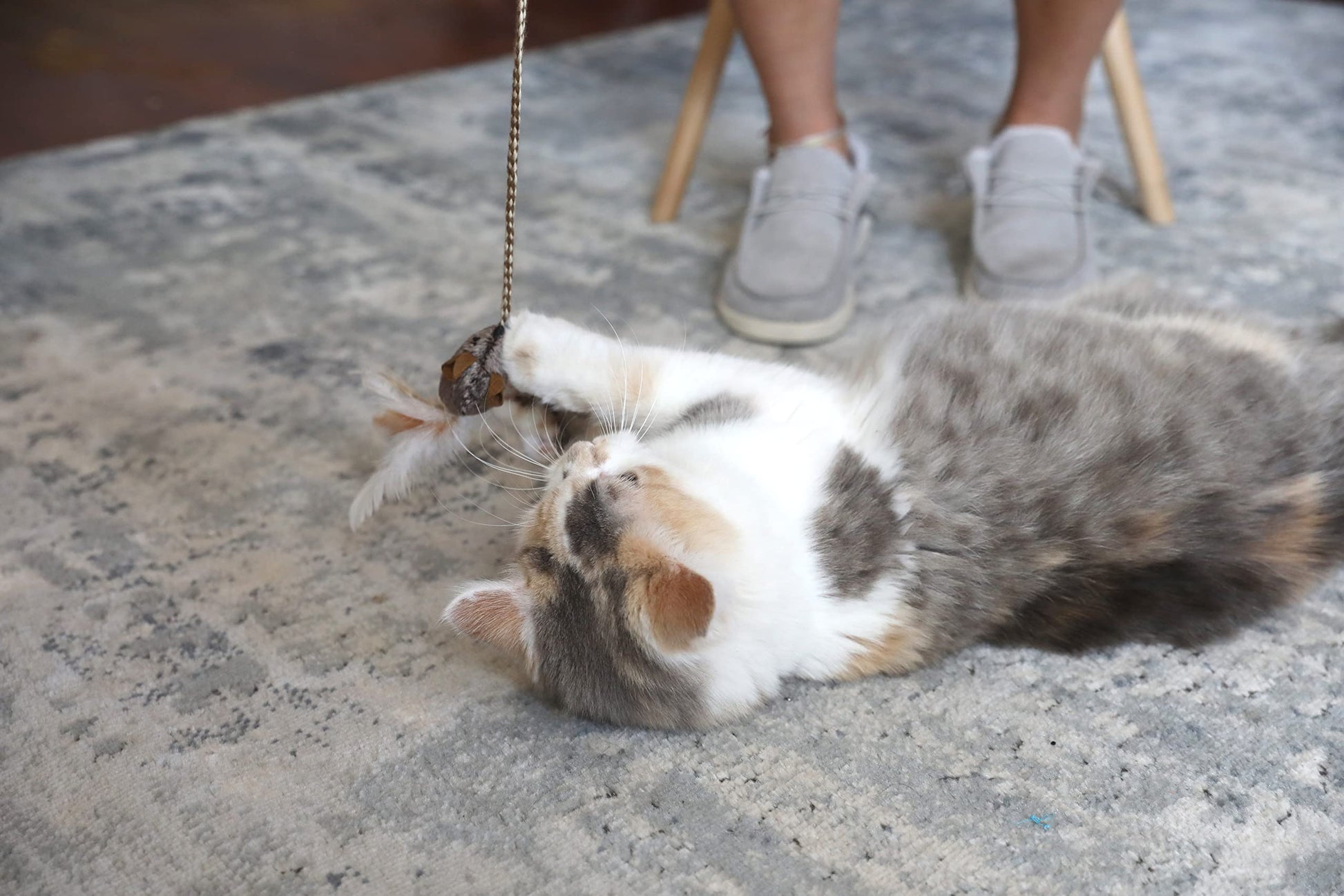 OurPet's Play. Chosen for real quality, fits naturally into modern pet homes.