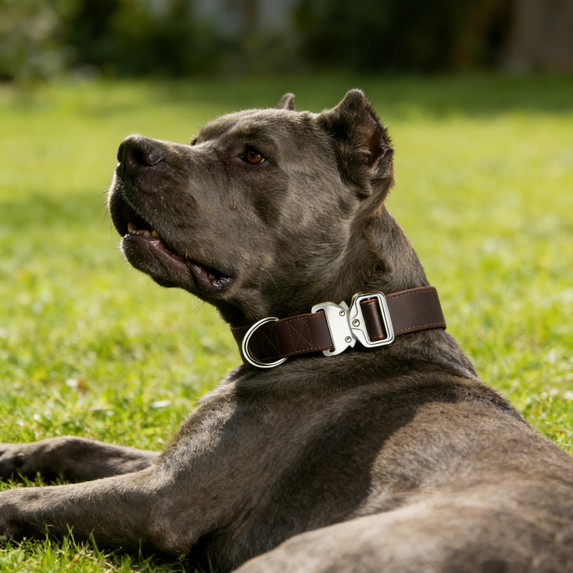 Leather Dog Collar 1.5in Wide，Quick. Chosen for real quality, fits naturally into modern pet homes.