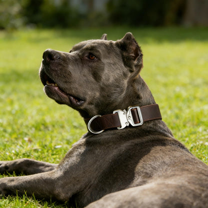 Leather Dog Collar 1.5in Wide，Quick. Chosen for real quality, fits naturally into modern pet homes.