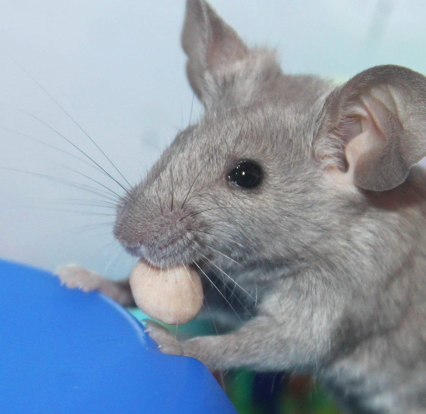 Vitakraft Drops Mini Banana and Cherry Flavor Dwarf Hamster Rat and Mouse Treat 2.5 oz (Pack of 2)