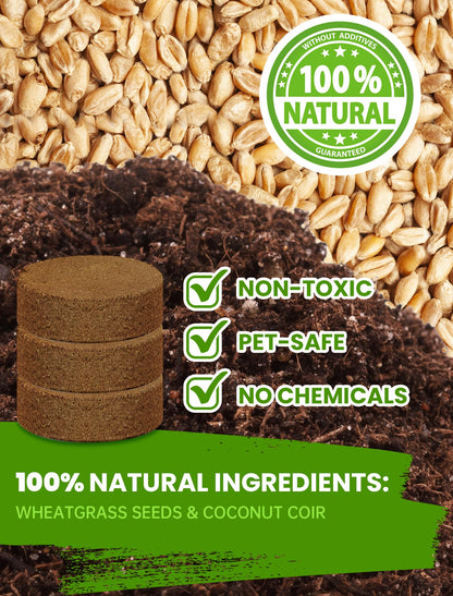 Cat Grass Kit for Indoor Cats. Chosen for real quality, fits naturally into modern pet homes.
