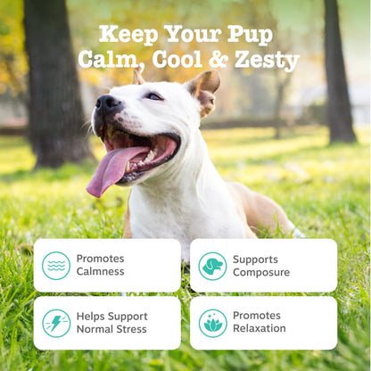 Zesty Paws Calming Chews for Dogs. Chosen for real quality, fits naturally into modern pet homes.