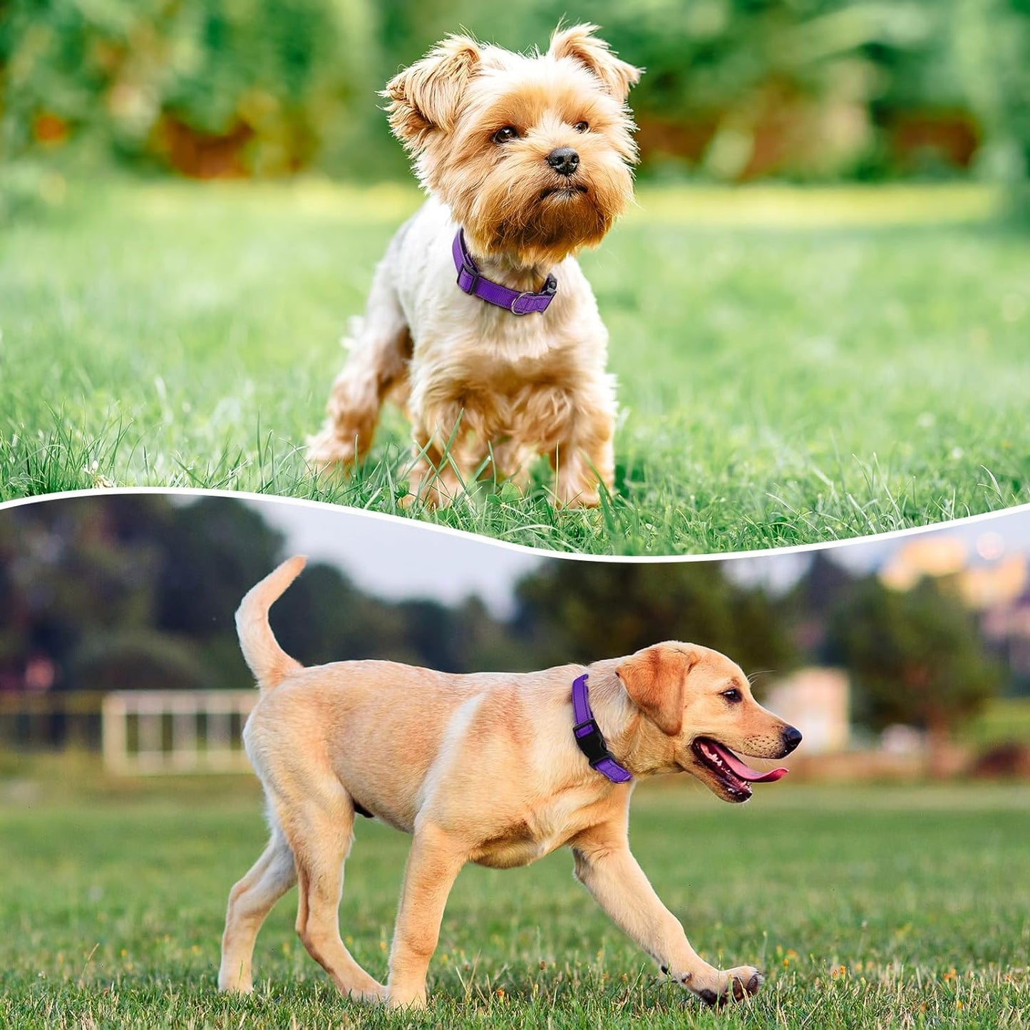 Reflective Dog Collar Padded with Soft Neoprene Breathable Quick Release Basic Dog Collars for Puppy Small Dogs Girl Purple