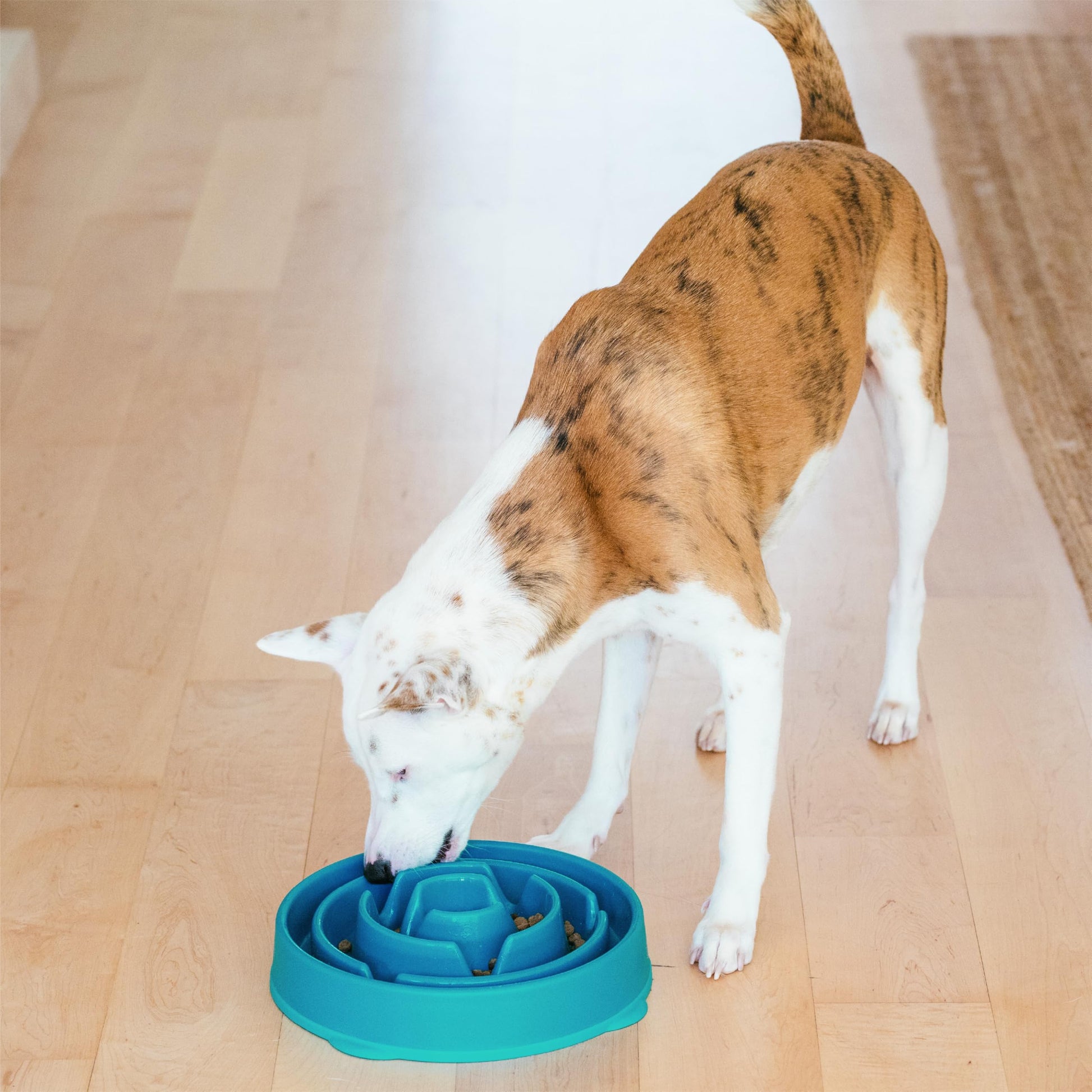 Outward Hound Fun Feeder Slo Bowl. Chosen for real quality, fits naturally into modern pet homes.