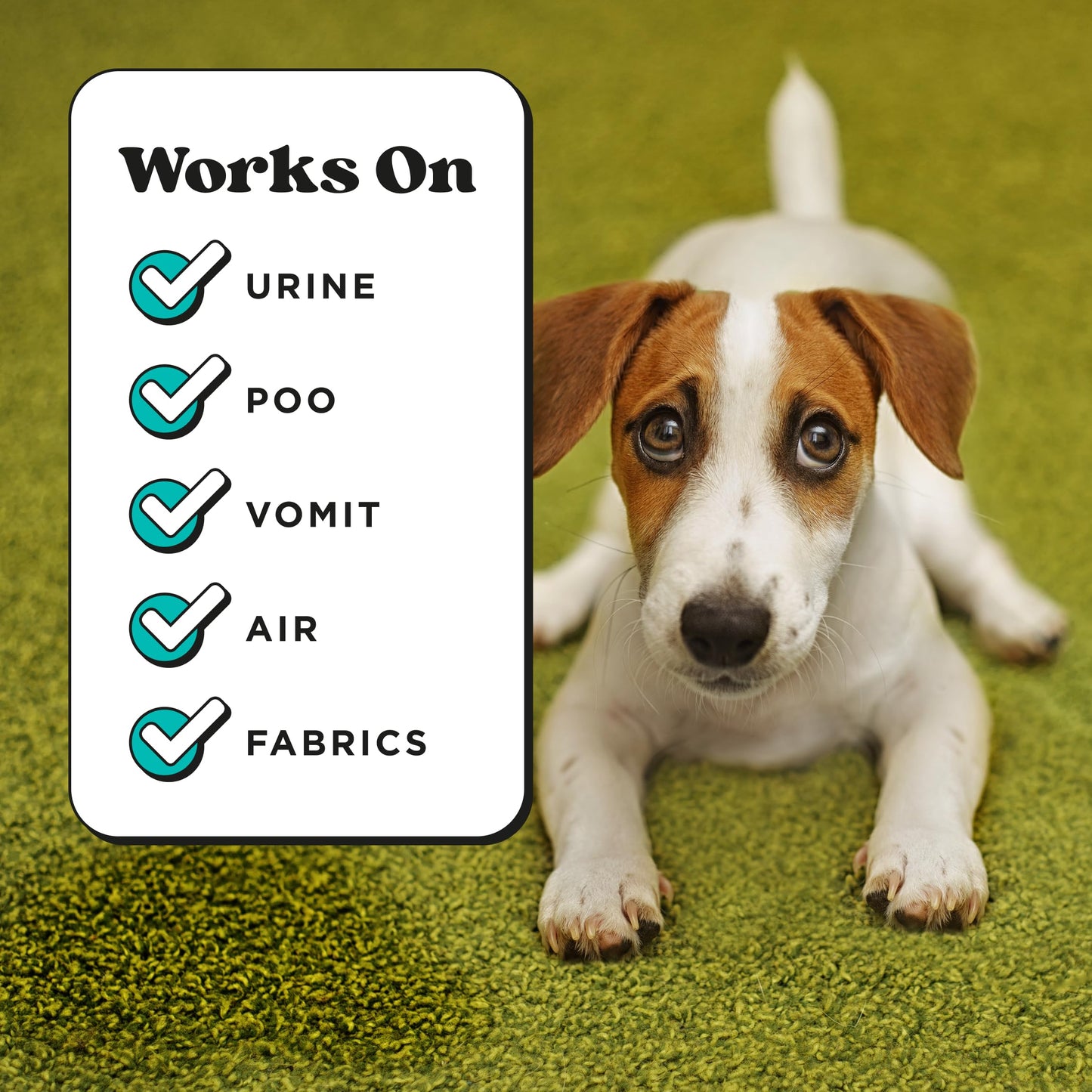 Pet. Chosen for real quality, fits naturally into modern pet homes.