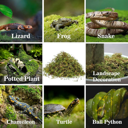 Sukh Sphagnum Moss for Reptiles - Terrarium Reptiles Moss Green Dried Peat Moss Habitat Bedding Moss for Snakes Turtle Frog Gecko and Other Reptiles Substrate (5, Ounces)