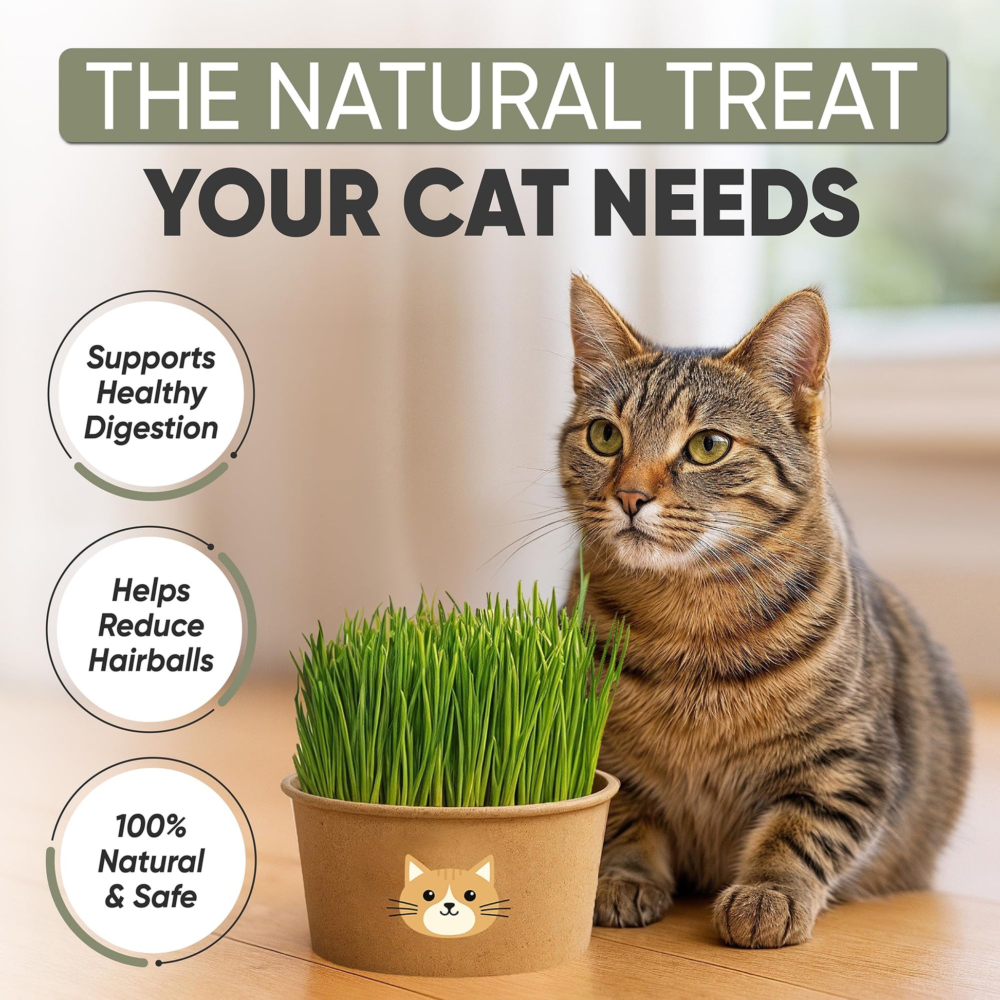 Cat Grass Kit for Indoor Cats. Chosen for real quality, fits naturally into modern pet homes.