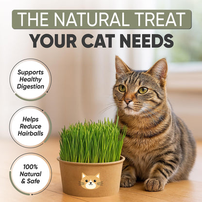 Cat Grass Kit for Indoor Cats. Chosen for real quality, fits naturally into modern pet homes.