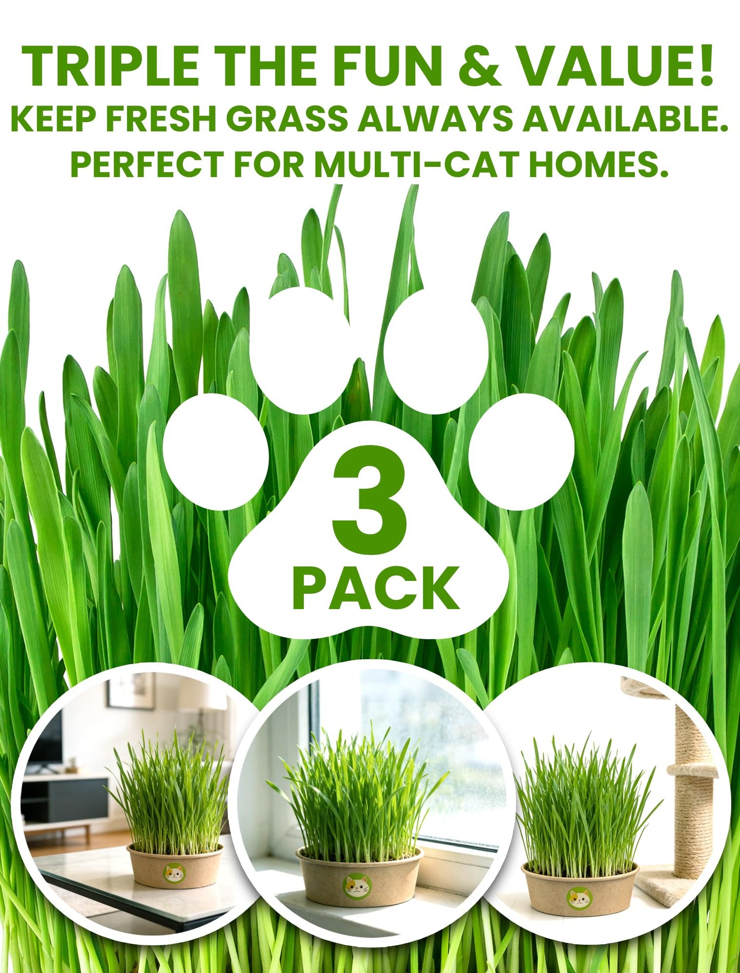 Cat Grass Kit for Indoor Cats. Chosen for real quality, fits naturally into modern pet homes.