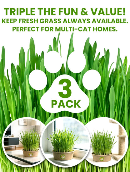 Cat Grass Kit for Indoor Cats. Chosen for real quality, fits naturally into modern pet homes.