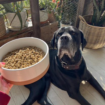 Mora Ceramic Pet Bowl - Large Food/Water Dish for Large Dogs, Cats, Great Dane, Mastiff - 50oz or 8 Cups - Basic Bowls - Vanilla White