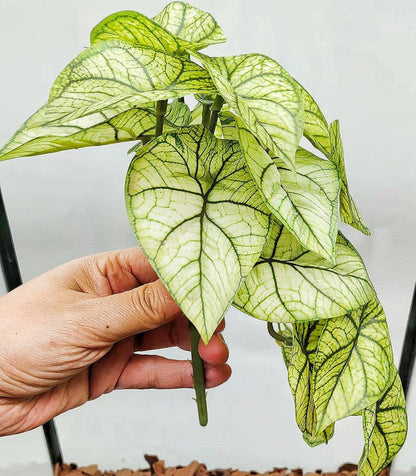 Reptile Plants for Terrarium Decor, Amphibian Habitat Decor, Reptile Tank Accessories, Artificial Hanging Plants with Suction Cup-2 Packs (Green Arrowhead)