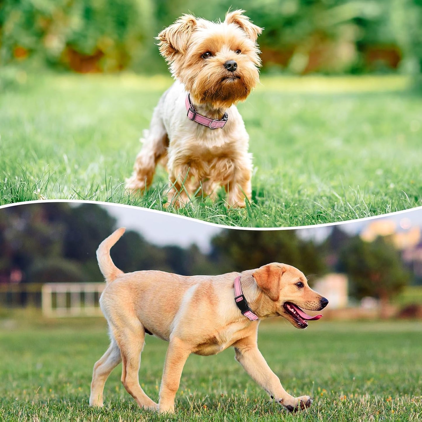 Reflective Dog Collar Padded with Soft Neoprene Breathable Quick Release Basic Dog Collars for Puppy Extra Small Dogs Pink Girl